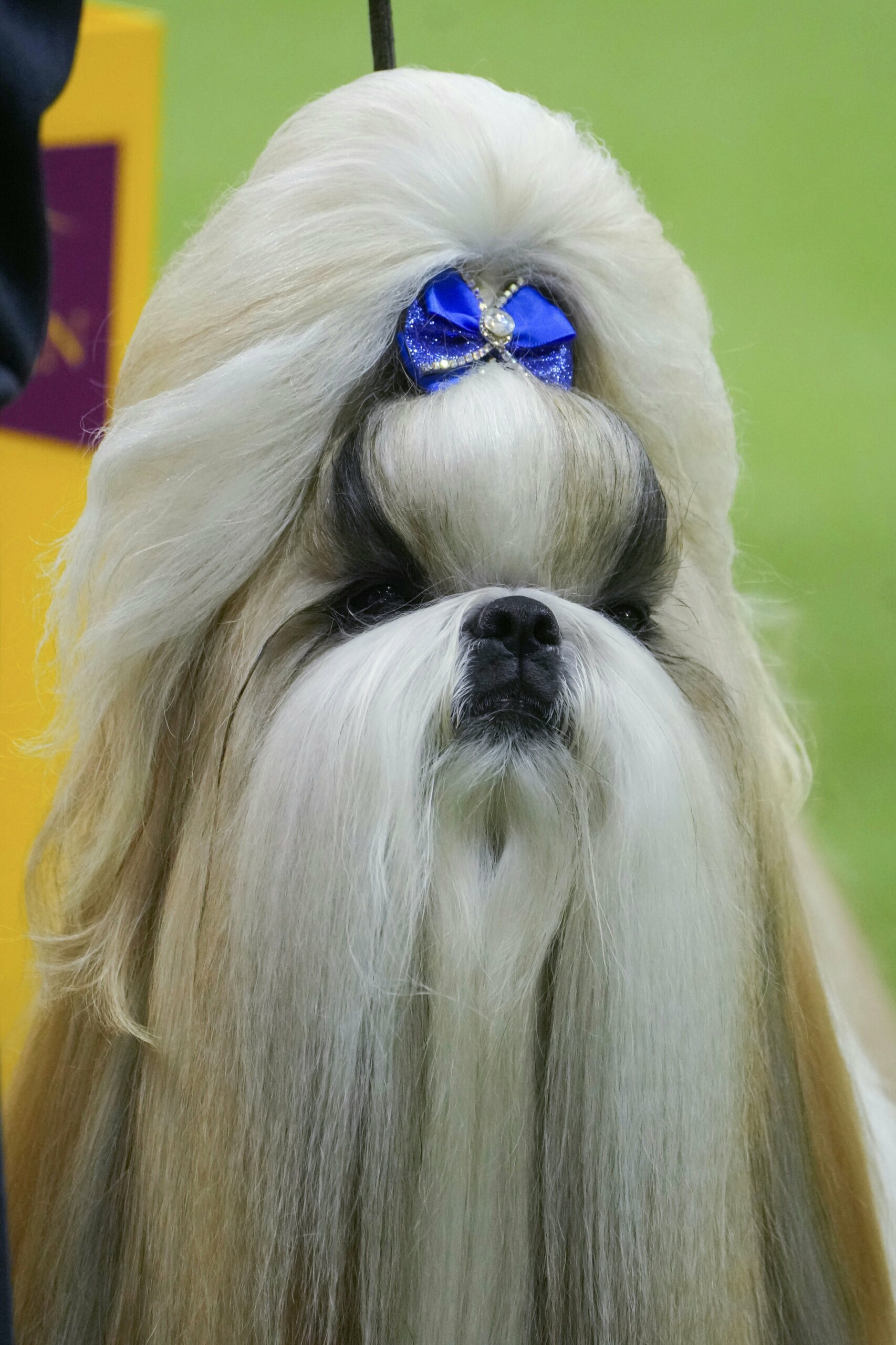the-westminster-dog-show-announces-its-2024-winners